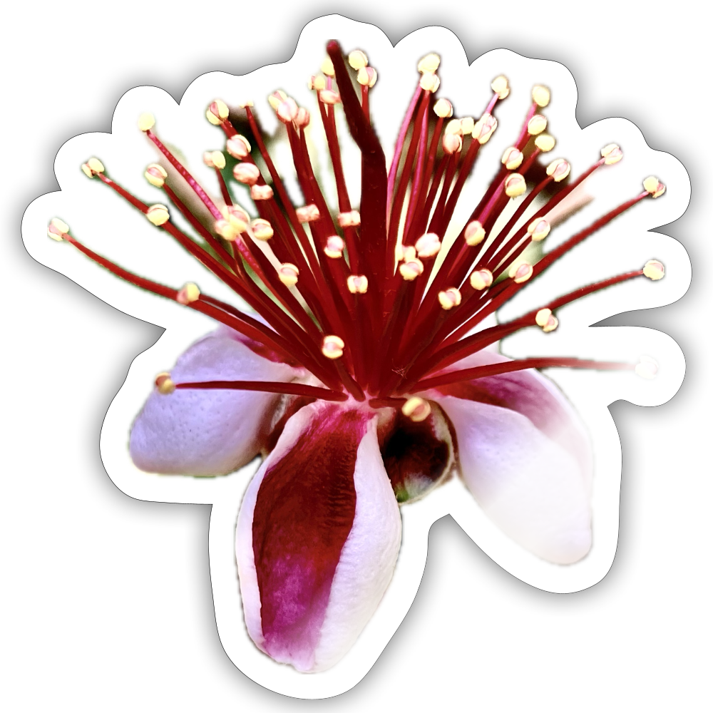 ..... ::::: ::::: ::: - white glossy