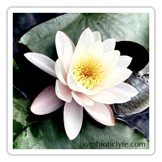 :::::  :::::  ::::: - white matte