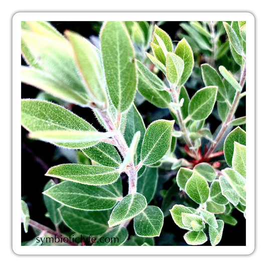 :::::  :::: - white matte