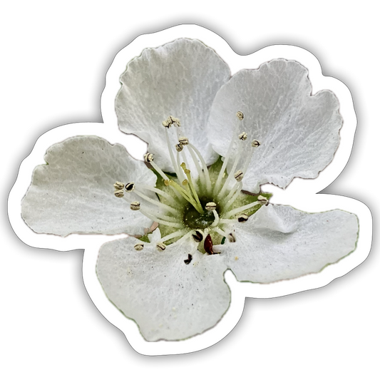 . ::::: ::::: ::: - white matte
