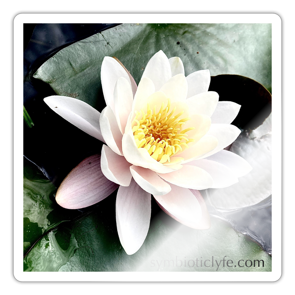 :::::  :::::  ::::: - white glossy