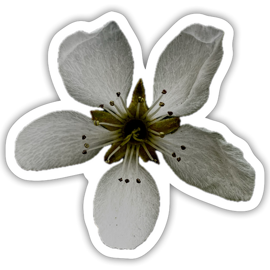 . ::::: ::::: : - white matte