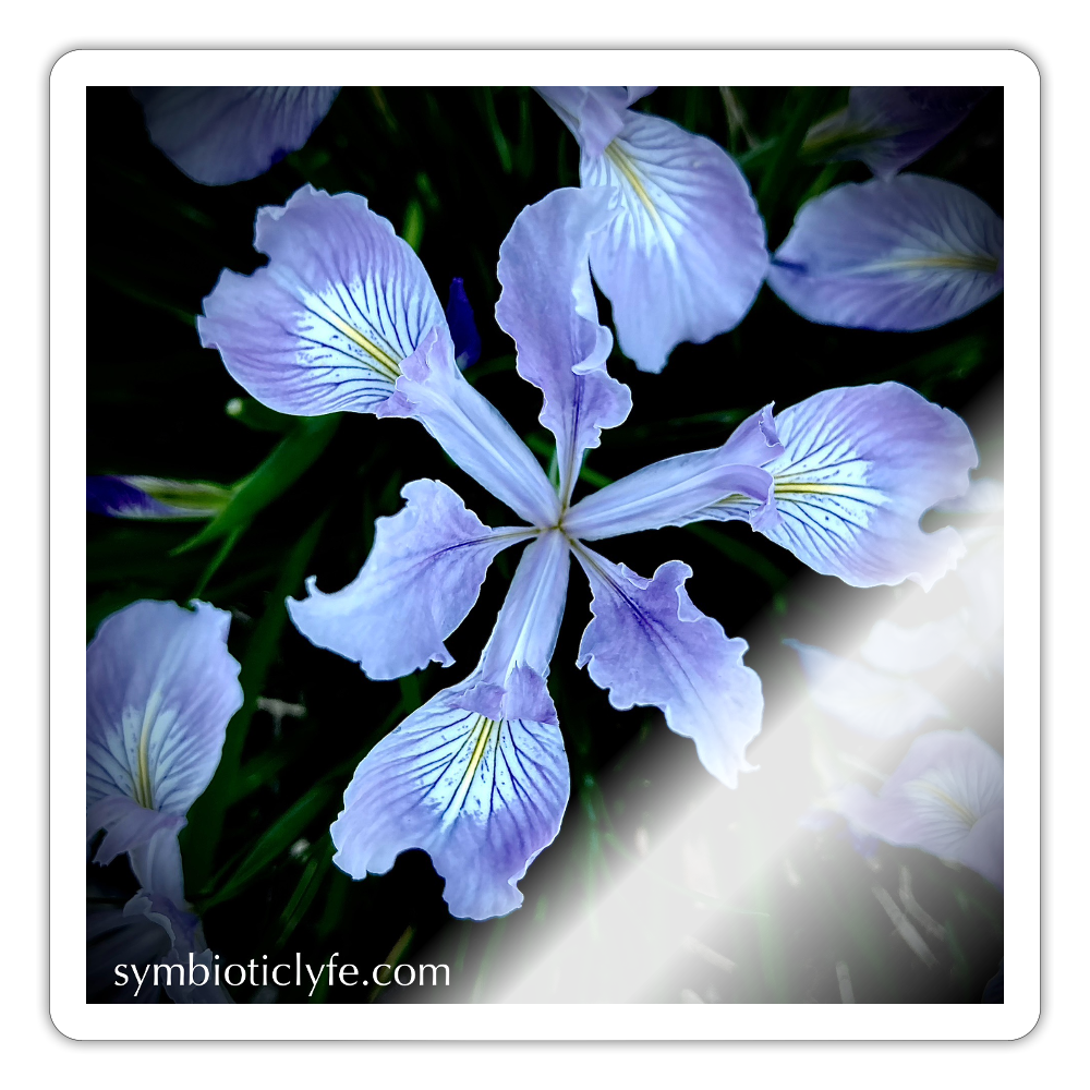 :::::  ::::: - white glossy