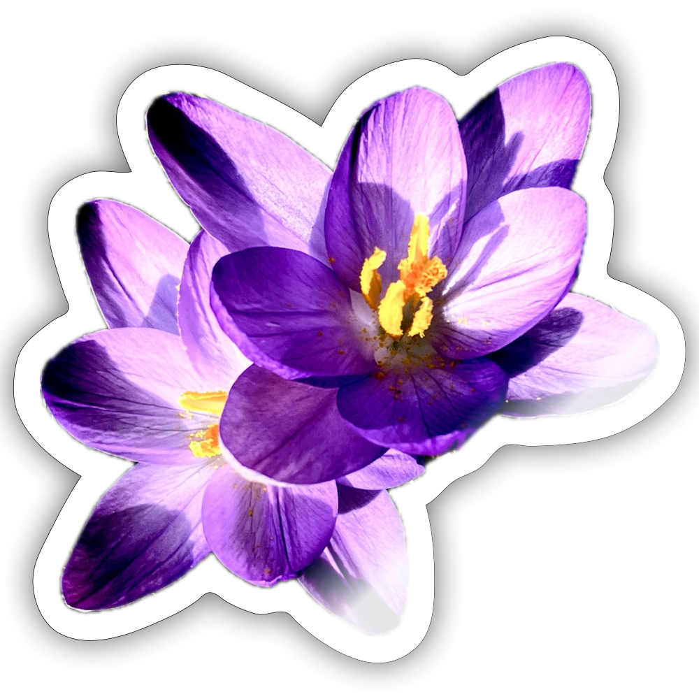 :::::  :::::  :::::  :::::  :::::  :::::  ::: - white glossy