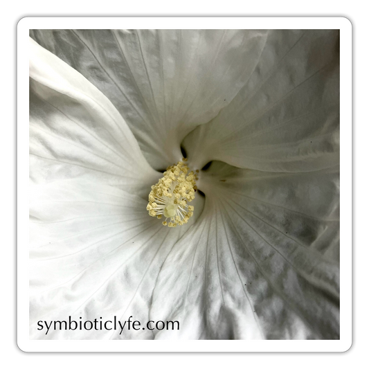 : - white matte