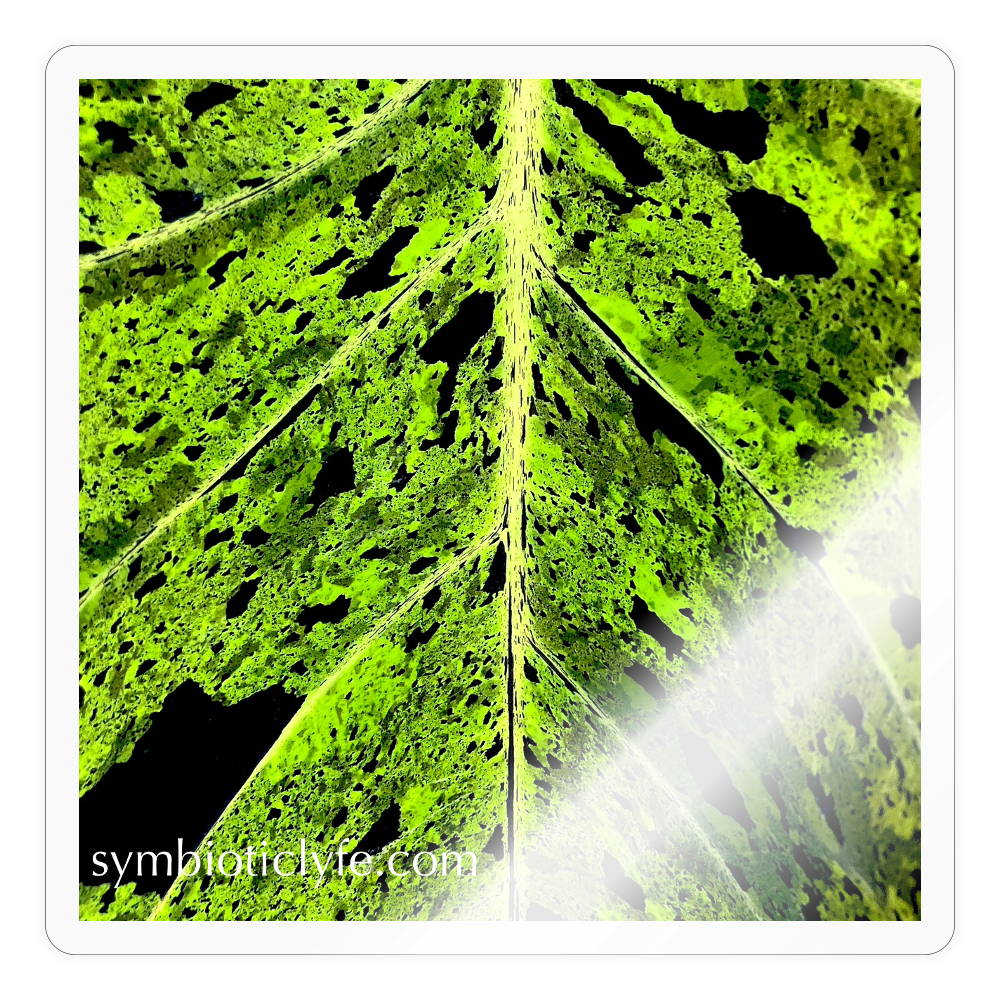 :: - transparent glossy