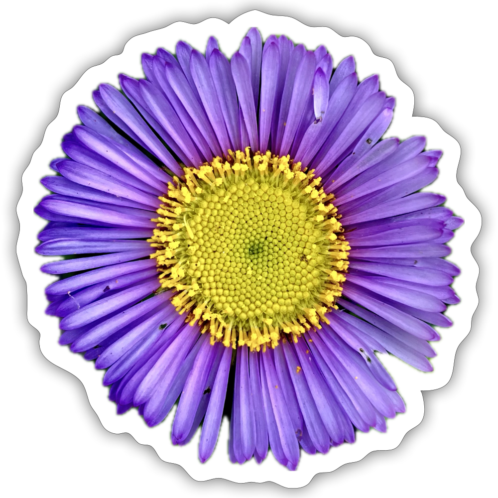 ... ::::: ::::: ::::: : - white matte