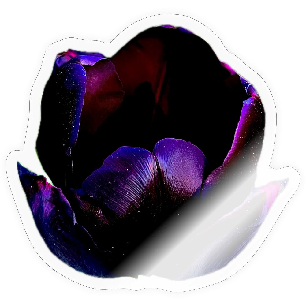 ... ::::: : - transparent glossy