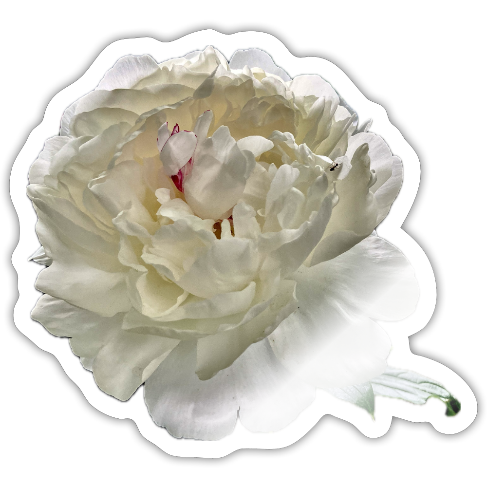 .... ::: - white glossy