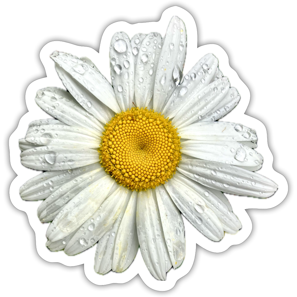 .... ::::: ::::: ::::: - white matte