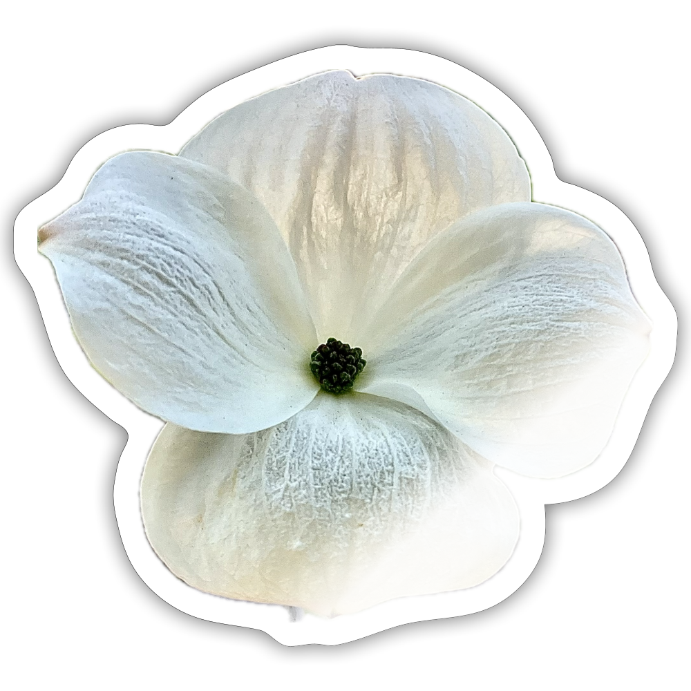 .. ::::: ::::: : - white glossy