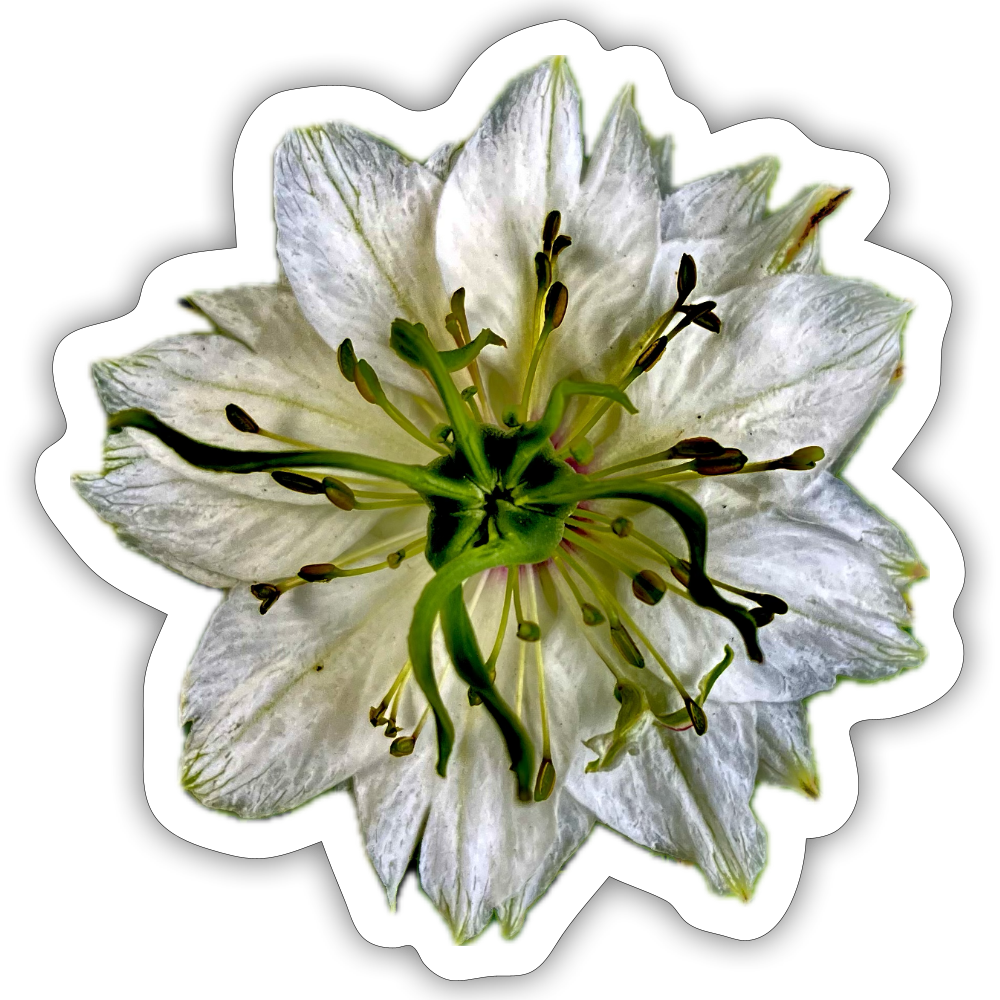 ... ::::: ::::: ::: - white matte