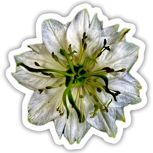 ... ::::: ::::: ::: - white matte