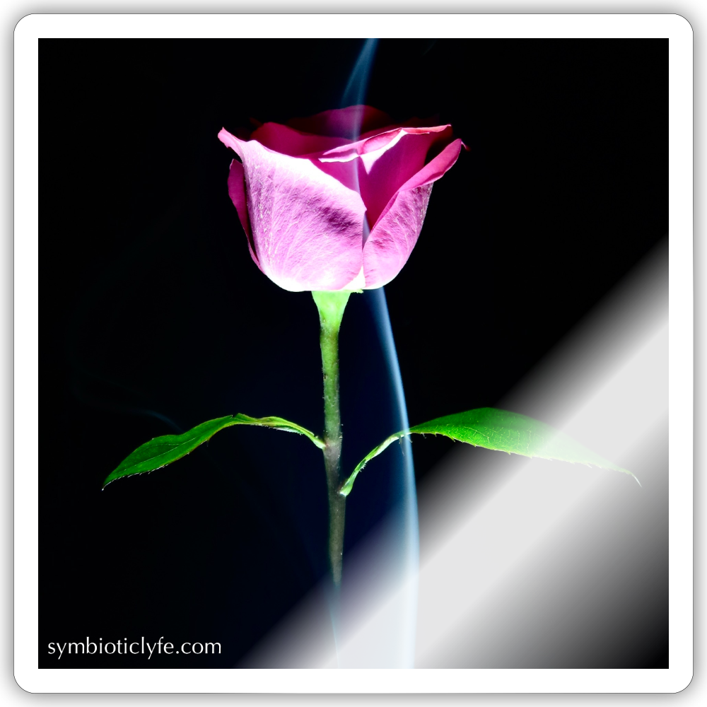 Smoke & Roses :::::  :::::  ::: - white glossy
