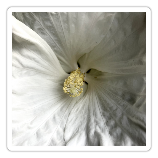 : - white matte
