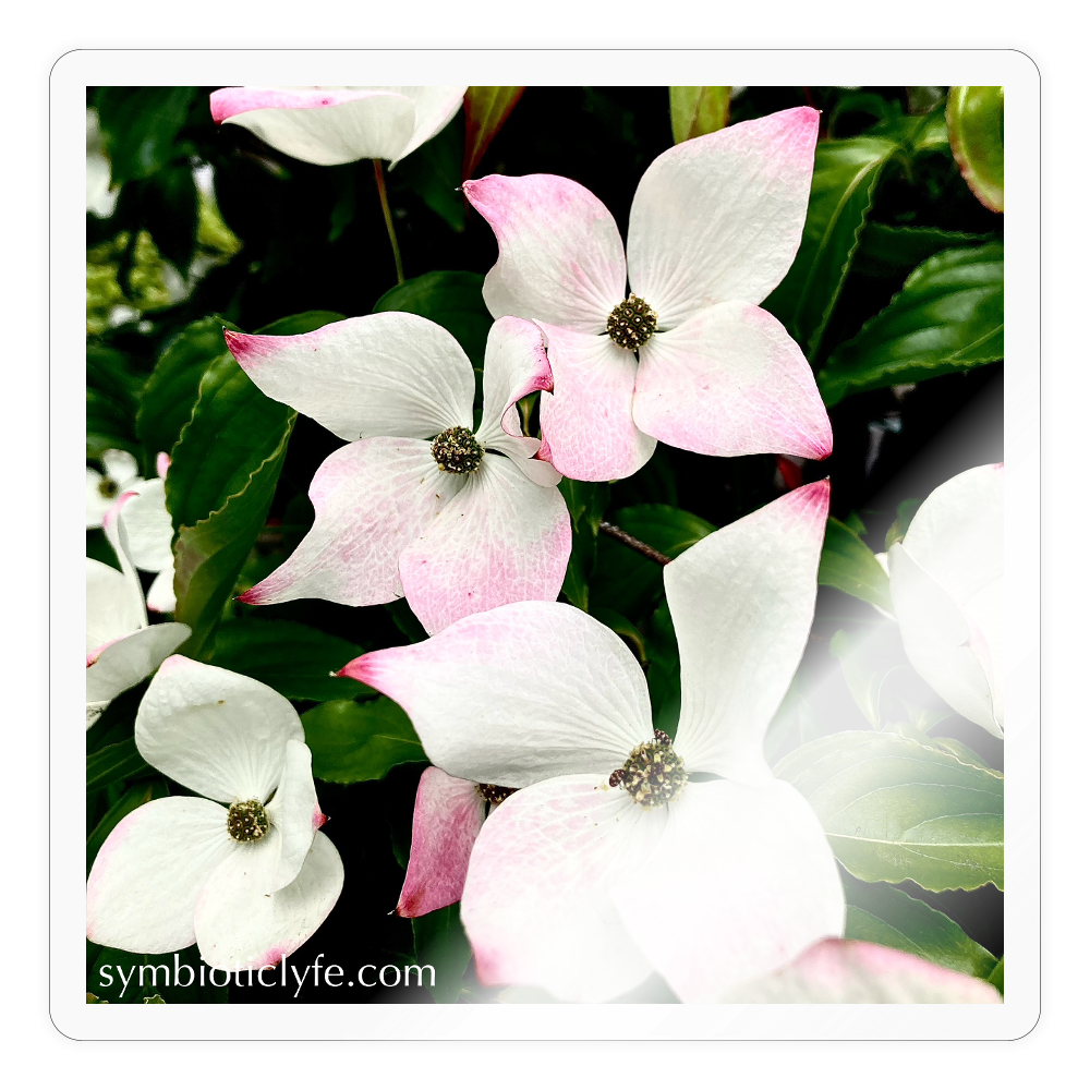 :::::  :::::  :::::  :::: - transparent glossy