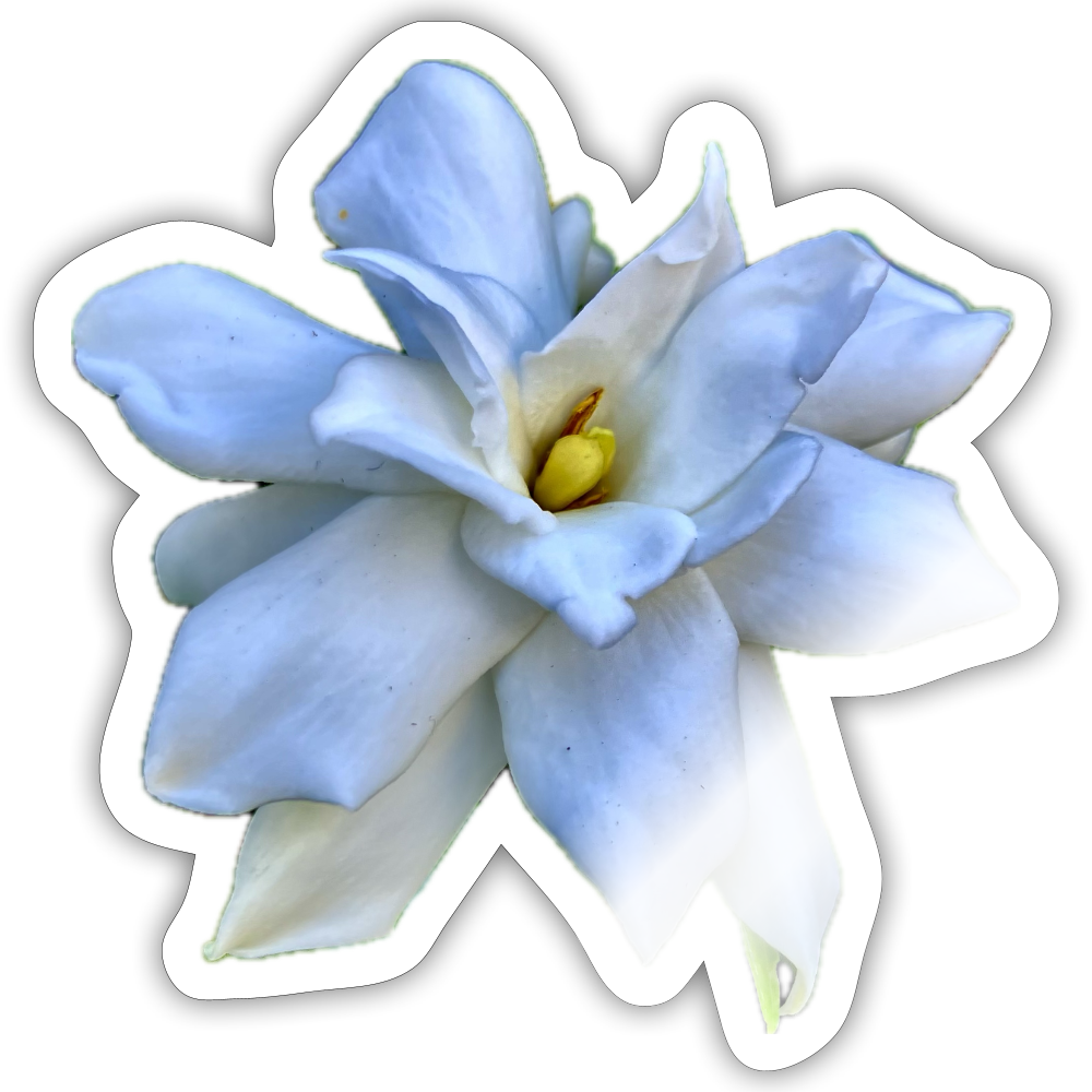 ..... ::::: :: - white glossy