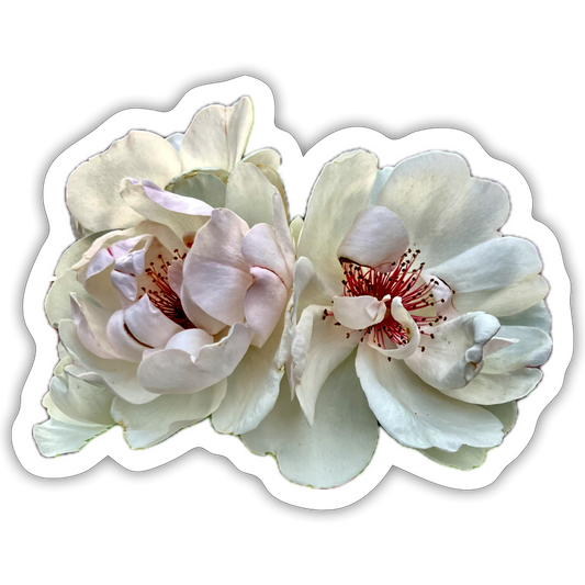 ..... ::::: ::: - white matte