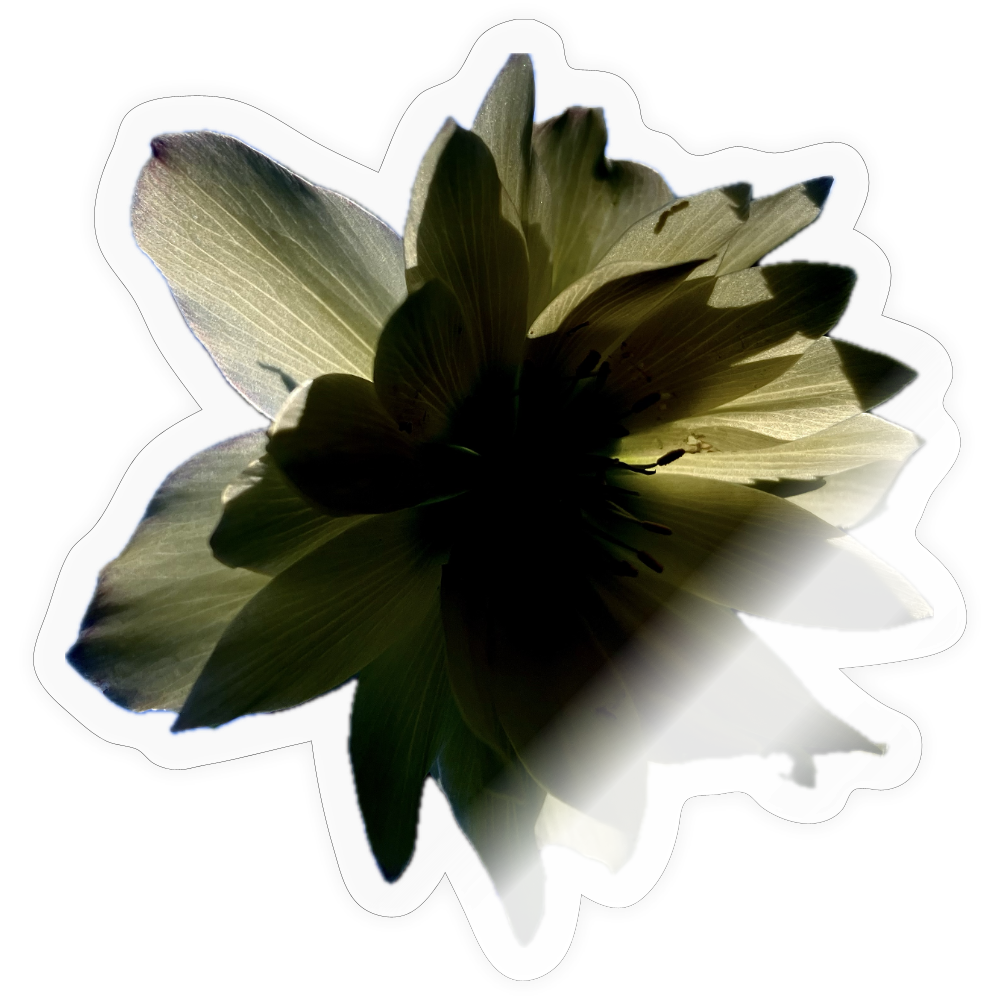 . :::::  : - transparent glossy