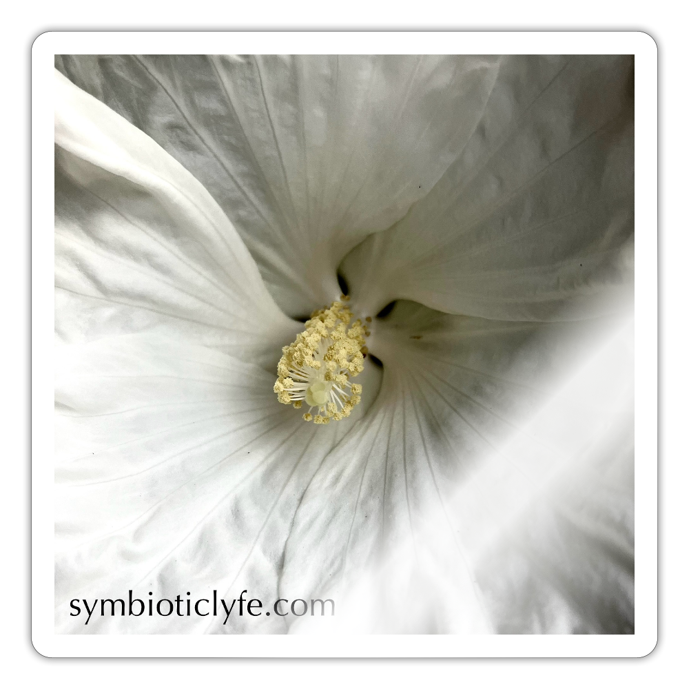 : - white glossy
