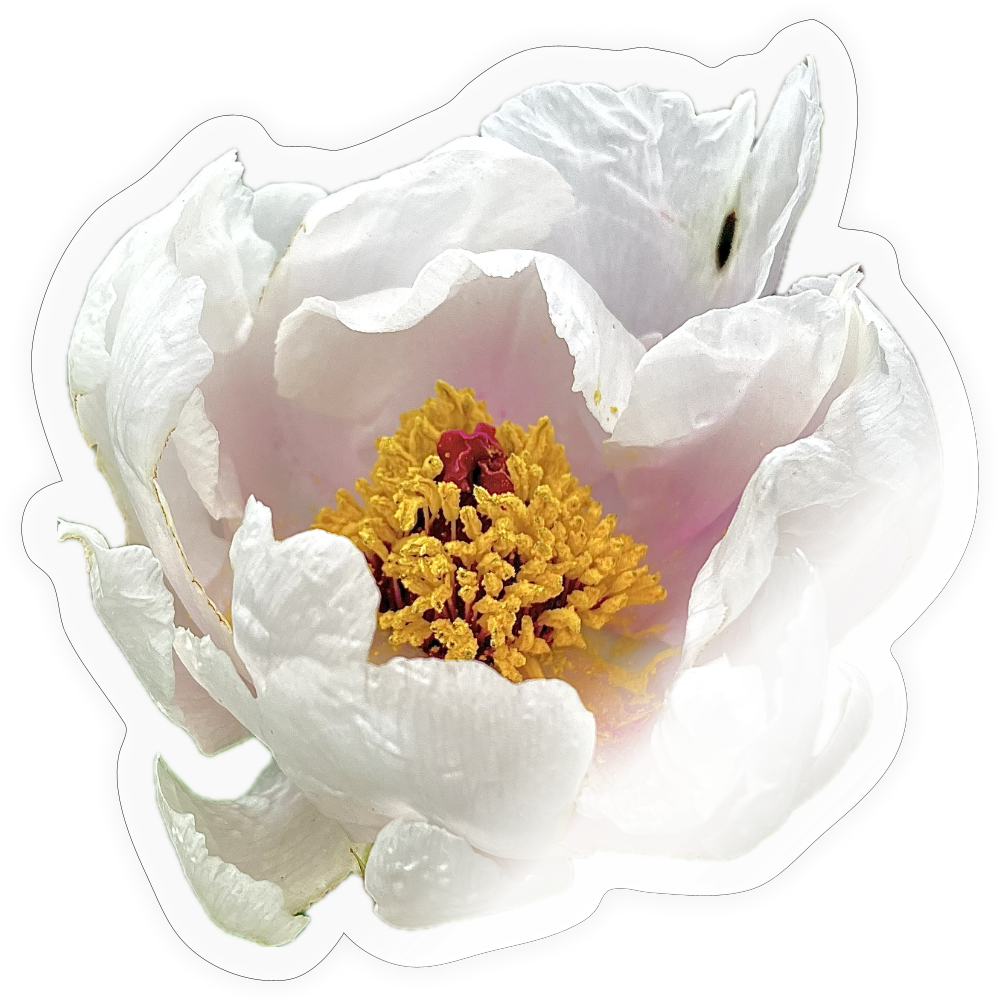 . ::::: ::::: ::::: ::::: :::: - transparent glossy