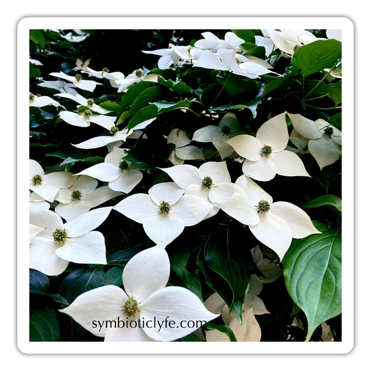 :::::  :::::  :::::  ::::: - white matte