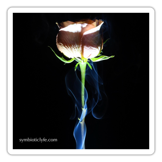 Smoke & Roses ::::: - white matte