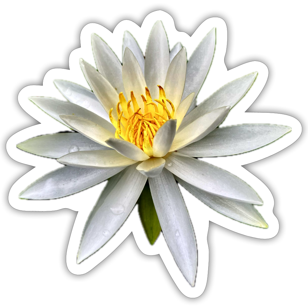 ..... :::: - white matte