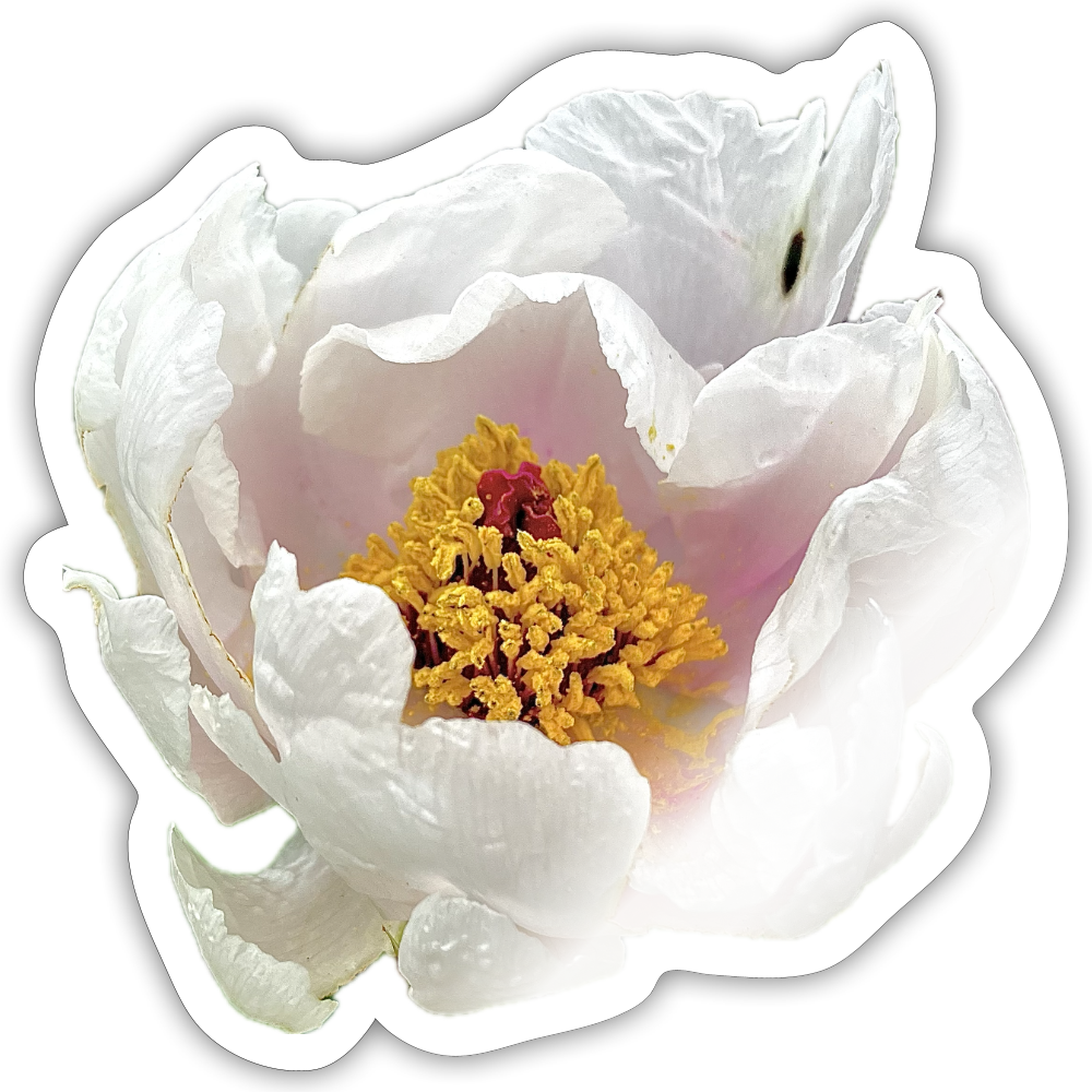 . ::::: ::::: ::::: ::::: :::: - white glossy