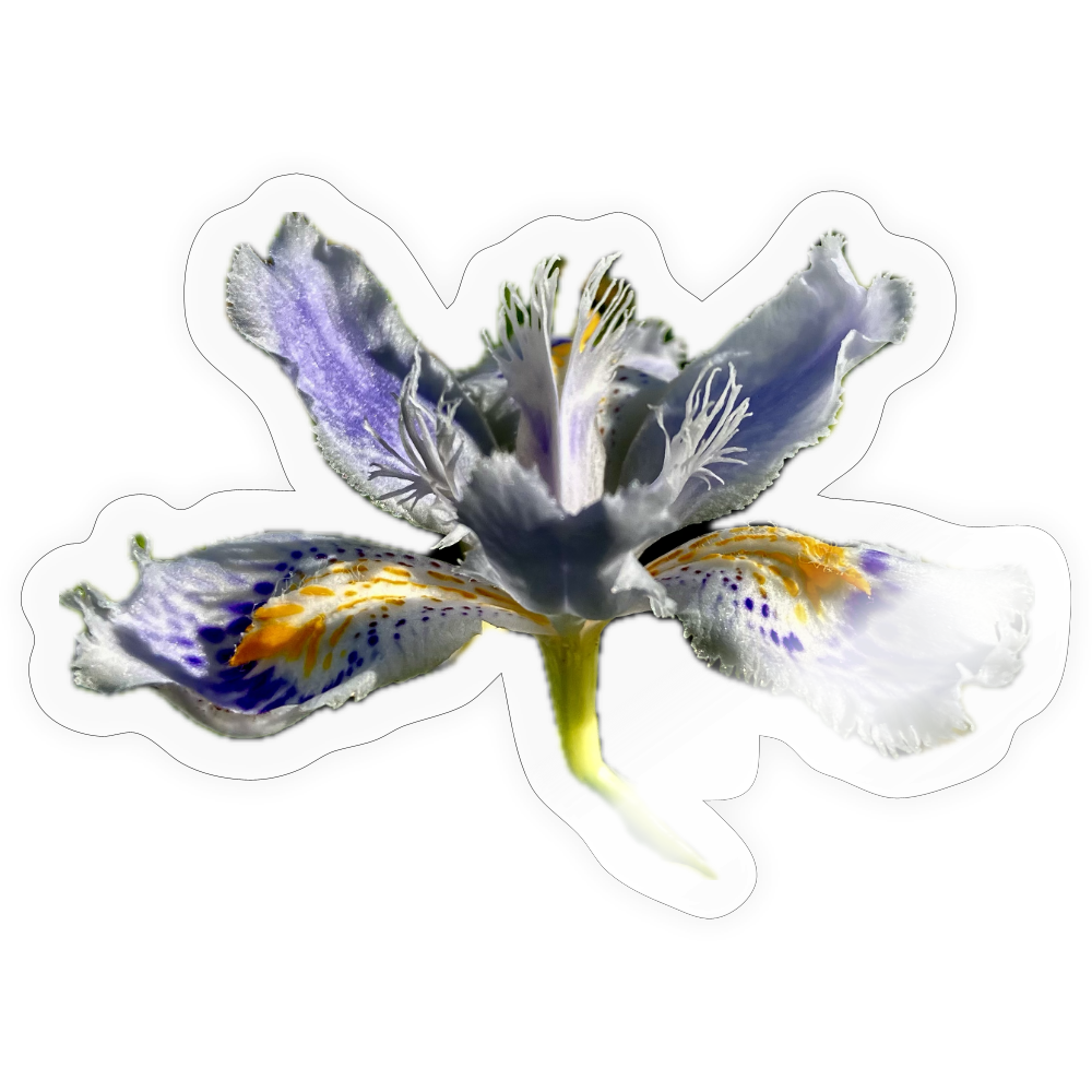 . ::::: ::: - transparent glossy