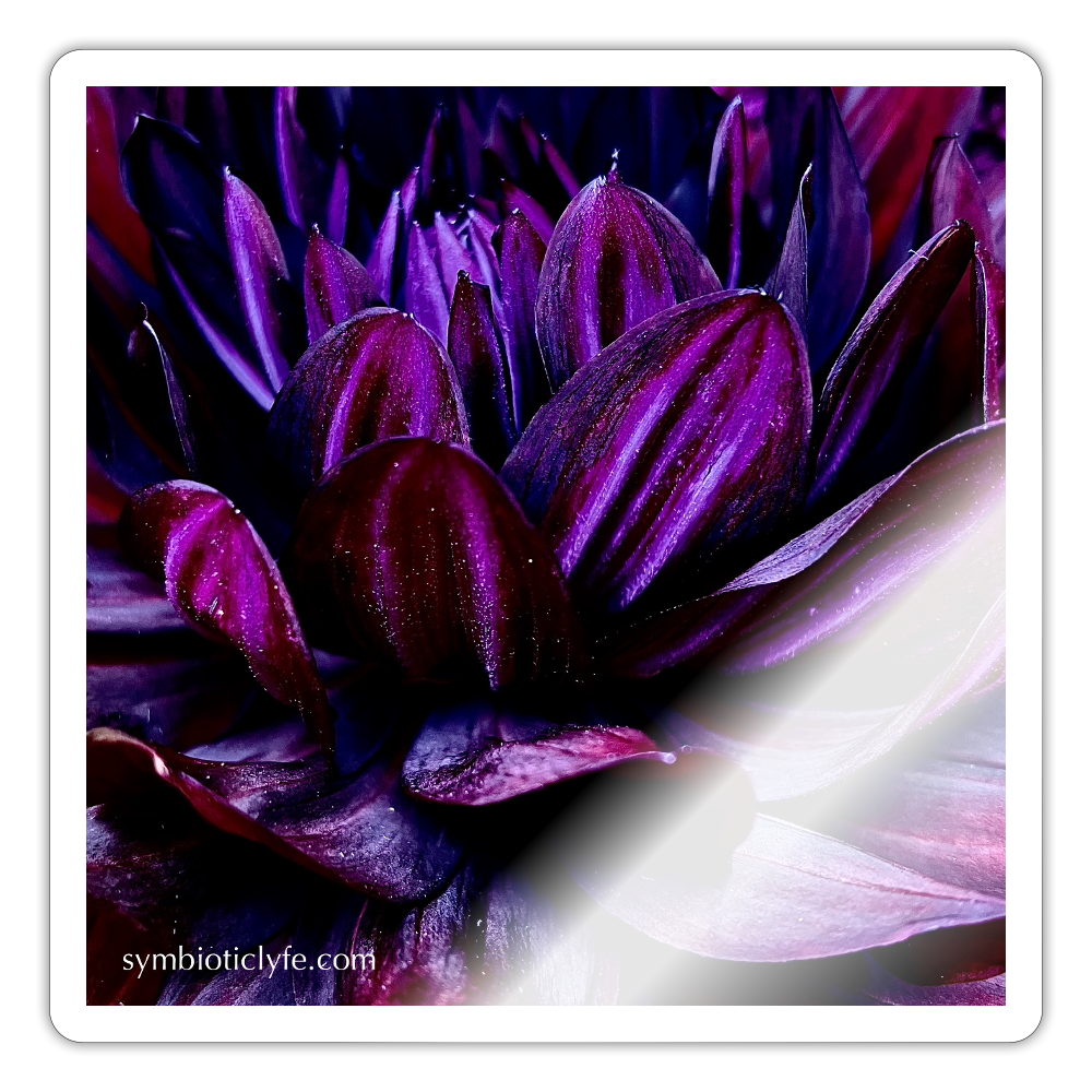 :::::  :::::  :::::  :::::  :: - white glossy