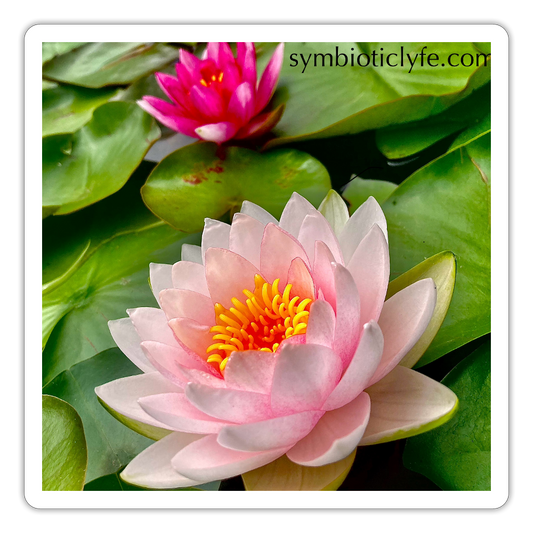 :::::  :::::  :::: - white matte