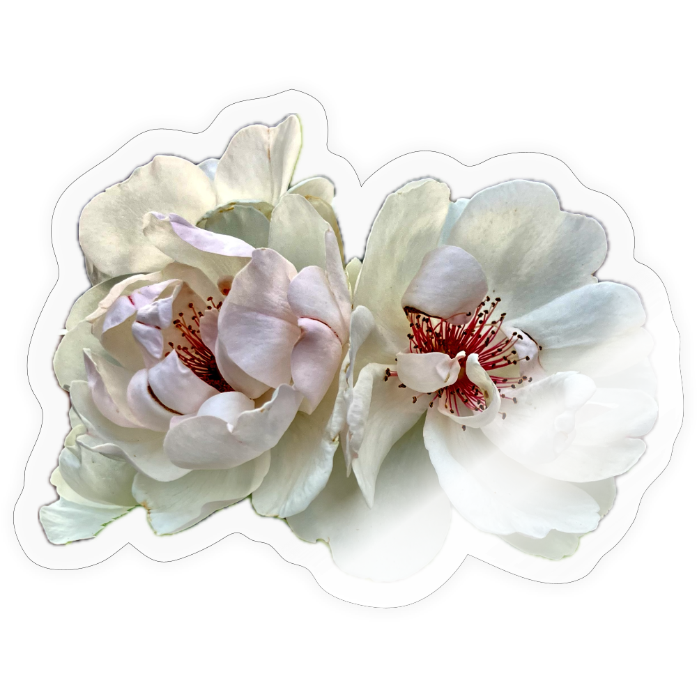..... ::::: ::: - transparent glossy