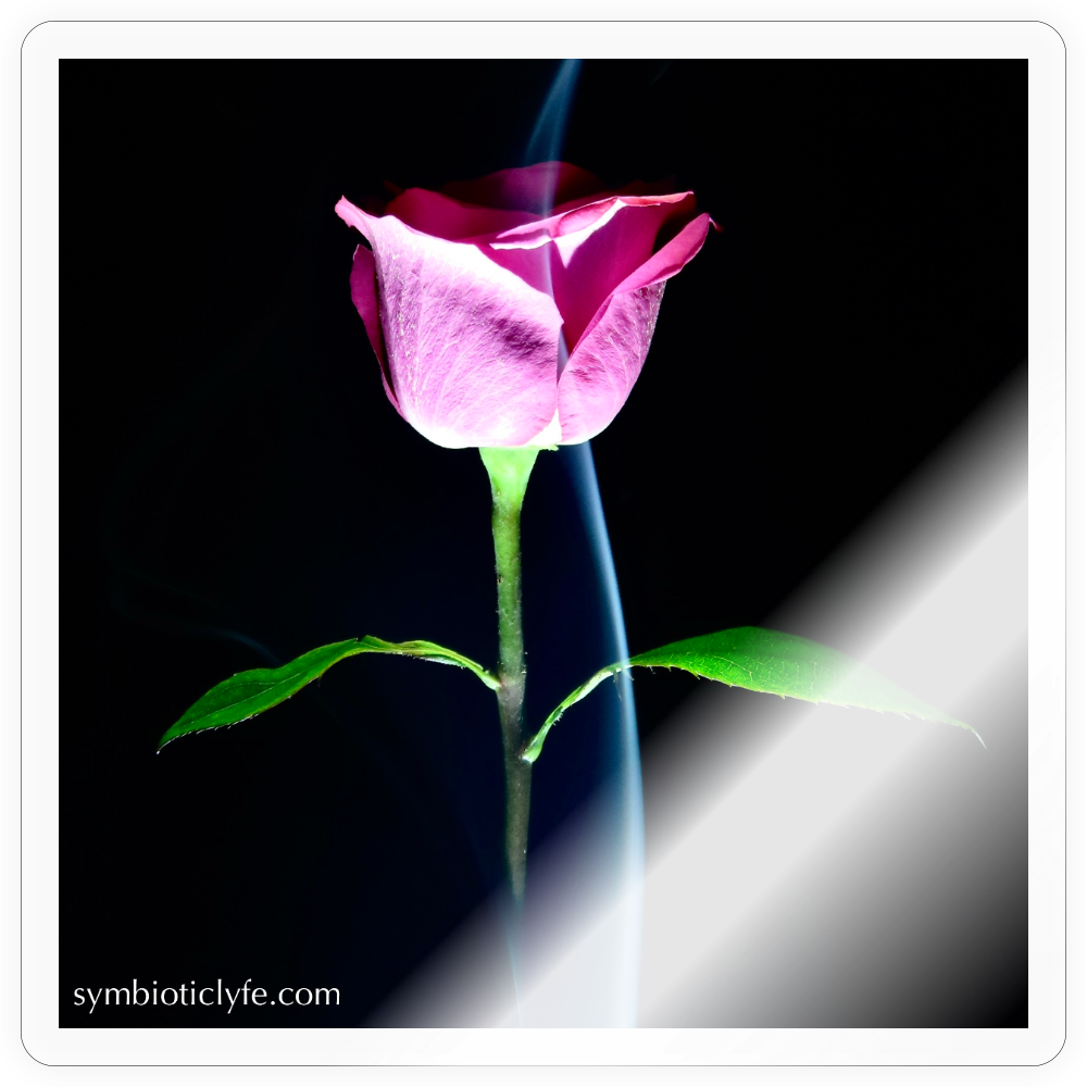 Smoke & Roses :::::  :::::  ::: - transparent glossy