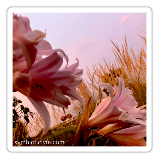 :::::  : - white matte